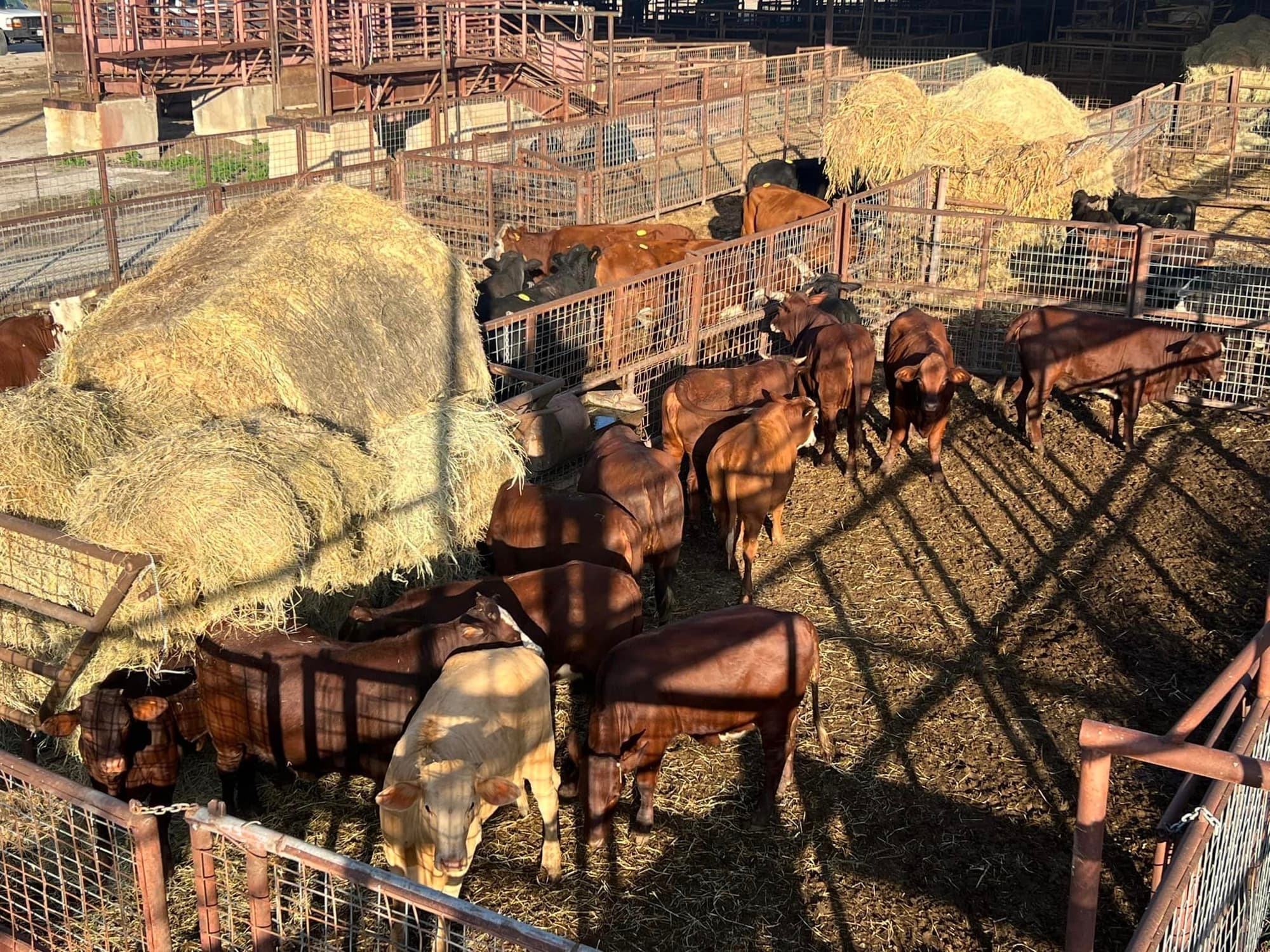 Red cattle and a pale calf in a pen beside stacked hay bales, seen from above