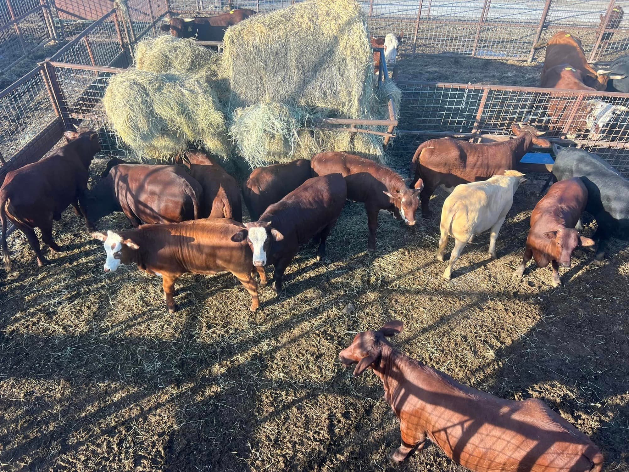 Red and white-faced cattle gathered around hay bales in a pen