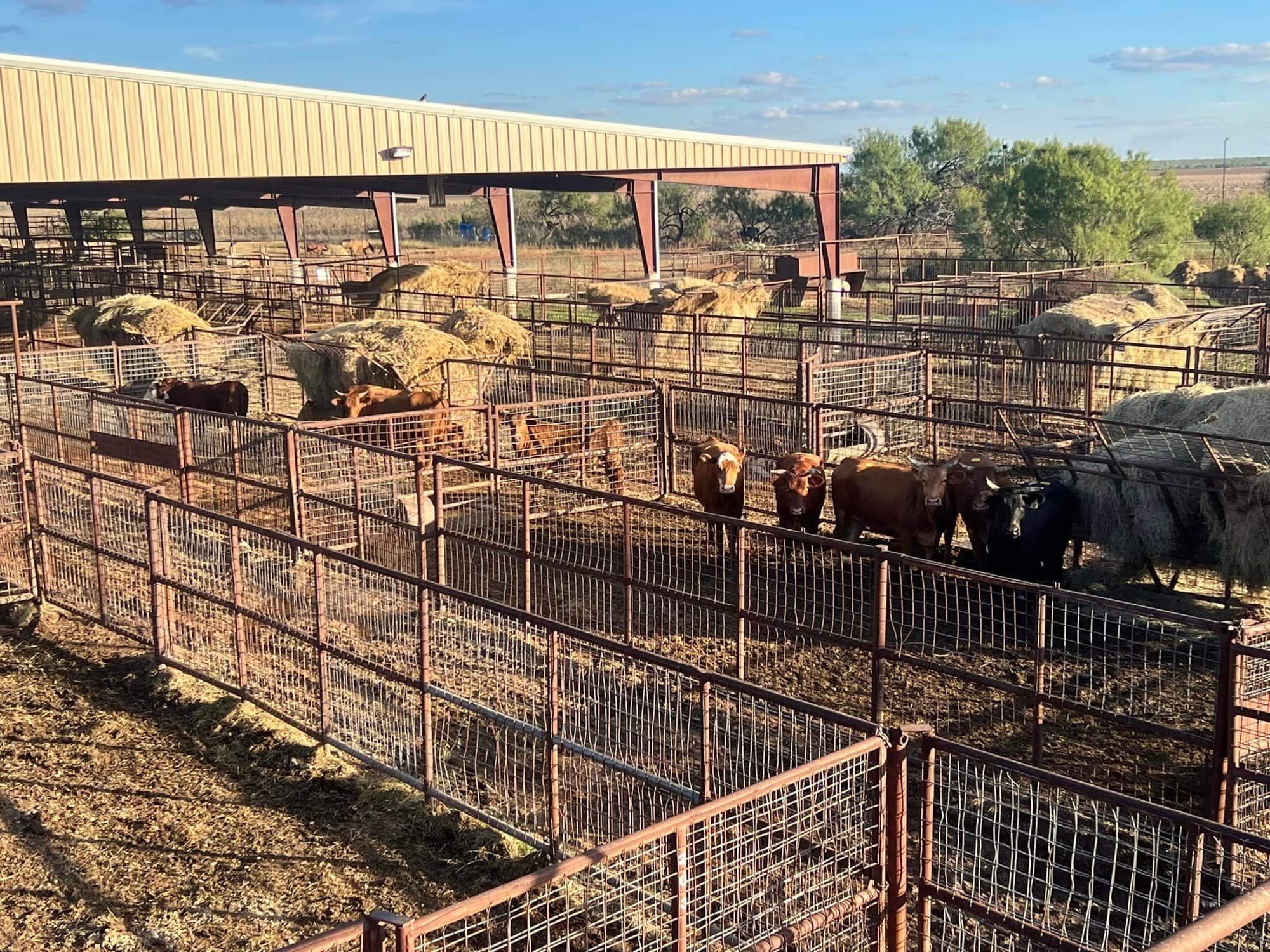 Cattle in pens with hay bales in front of the covered barn